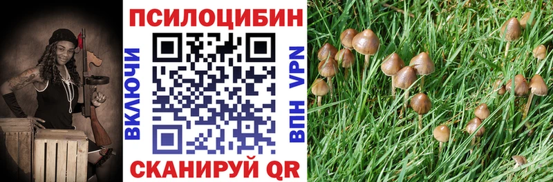 закладки  Карталы  Псилоцибиновые грибы мицелий 
